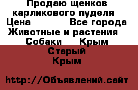 Продаю щенков карликового пуделя › Цена ­ 2 000 - Все города Животные и растения » Собаки   . Крым,Старый Крым